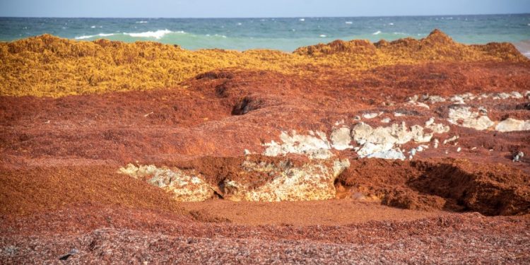 Seaweed bloom reaches record size: ‘Major beaching events are inevitable’