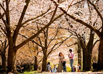 Nation’s median age jumps to almost 39, while fewer babies born: census