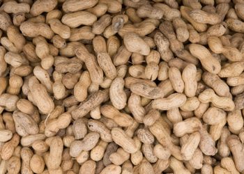 Experimental skin patch to treat toddlers with severe peanut allergies shows promise in study