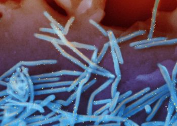 CDC panel recommends RSV vaccines for seniors