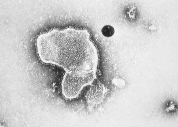 CDC recommends RSV vaccine for adults age 60 and older