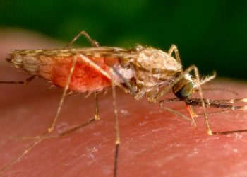 First locally transmitted malaria cases detected in US in decades: What you should know