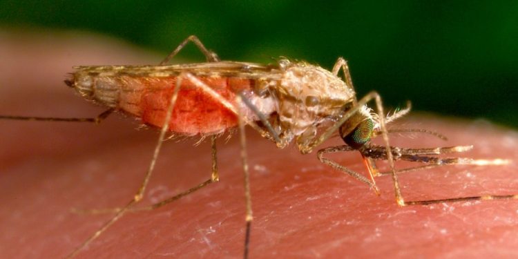 First locally transmitted malaria cases detected in US in decades: What you should know