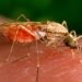 First locally transmitted malaria cases detected in US in decades: What you should know
