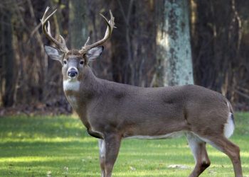 Study: COVID spread from deer to humans multiple times