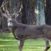 Study: COVID spread from deer to humans multiple times