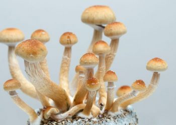 Living with long-term cancer is depressing. Texas doctors say psychedelics could help