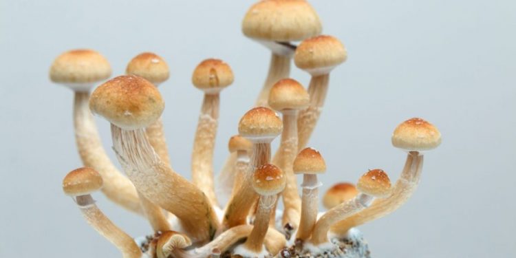 Living with long-term cancer is depressing. Texas doctors say psychedelics could help