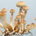 Living with long-term cancer is depressing. Texas doctors say psychedelics could help