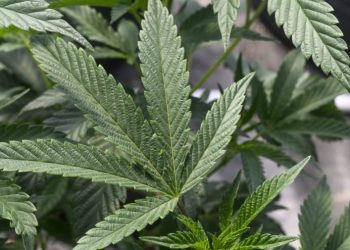 Marijuana users have elevated levels of heavy metals in their blood, urine: study