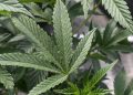HHS sends recommendation to DEA on rescheduling marijuana