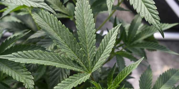 HHS sends recommendation to DEA on rescheduling marijuana