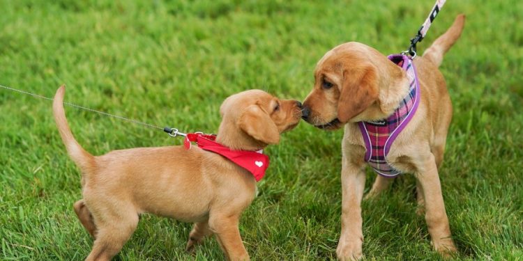 Majority of US dog owners now skeptical of vaccines, including for rabies: study