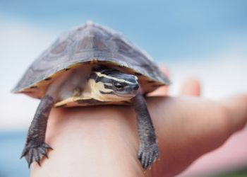 CDC warns against kissing small turtles over salmonella risk