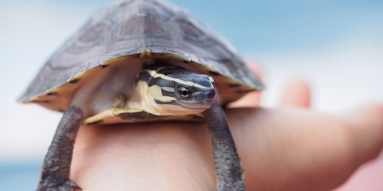 CDC warns against kissing small turtles over salmonella risk