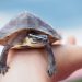 CDC warns against kissing small turtles over salmonella risk