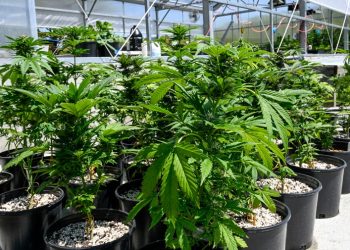 Half of Americans say they’ve tried marijuana: Gallup