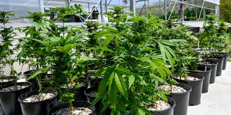 Half of Americans say they’ve tried marijuana: Gallup