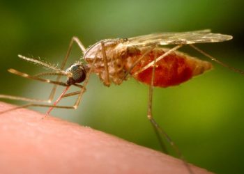 First locally acquired malaria case reported in Maryland in decades