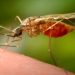 First locally acquired malaria case reported in Maryland in decades