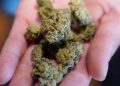 One-fifth of cannabis users have dependency or problematic use: research
