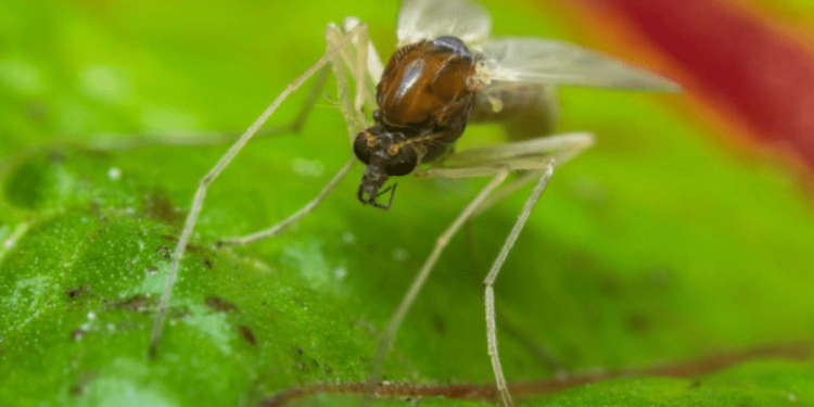 Flesh-eating parasite spread by sand flies is causing skin infections in US, CDC says
