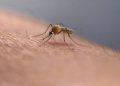 FDA approves first vaccine for mosquito-born viral disease