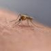 FDA approves first vaccine for mosquito-born viral disease