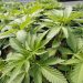 Marijuana use increases risk of heart attacks, new studies suggest