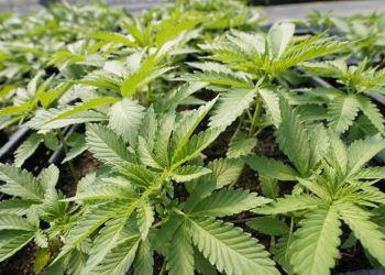 Democratic senators call on DEA to deschedule marijuana entirely