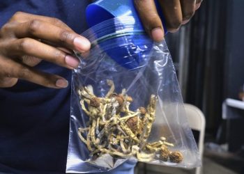Seizures of psychedelic mushrooms increase significantly: Research