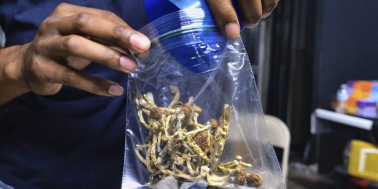 Seizures of psychedelic mushrooms increase significantly: Research