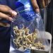 Seizures of psychedelic mushrooms increase significantly: Research
