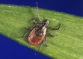 Lyme disease cases up 70 percent due to reporting change: CDC