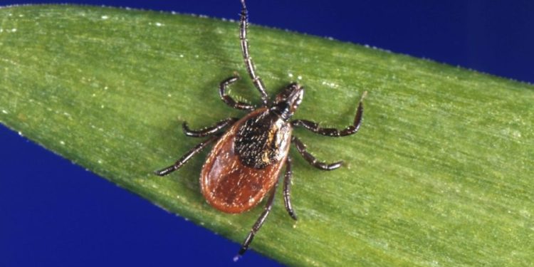 Lyme disease cases up 70 percent due to reporting change: CDC