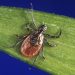 Lyme disease cases up 70 percent due to reporting change: CDC