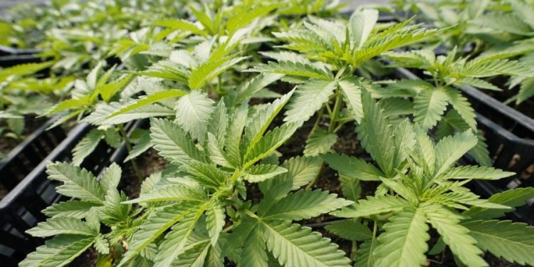 Law enforcement leaders urge Biden to reclassify marijuana to lesser status