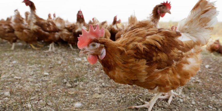 Major poultry farm to cull nearly 2 million chickens after positive bird flu test