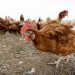 Major poultry farm to cull nearly 2 million chickens after positive bird flu test
