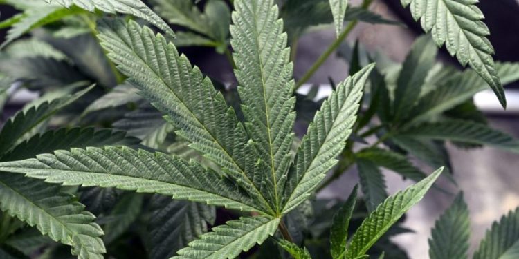 Fetterman, Warren lead Democrats in urging DEA to ‘swiftly’ take marijuana off Schedule I