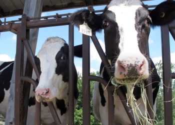 Bird flu tests ordered for dairy cattle that cross state lines