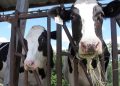 Agriculture Department testing beef for bird flu virus
