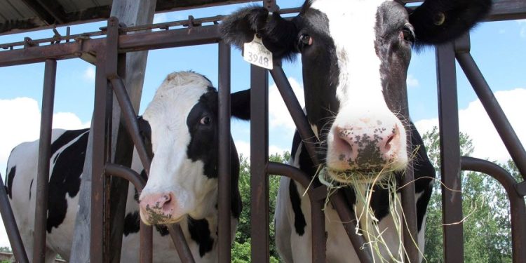 Agriculture Department testing beef for bird flu virus