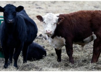 Bird flu infects Texas man after spreading among cattle