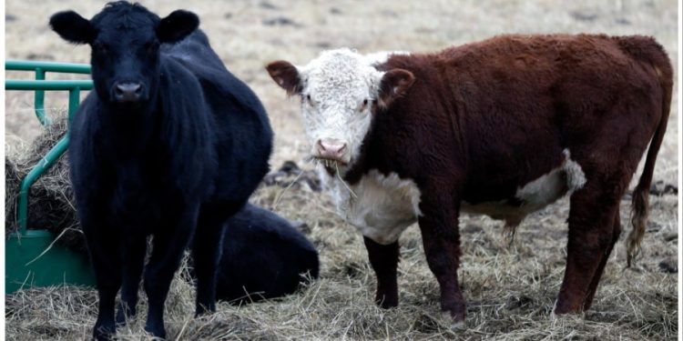 Bird flu infects Texas man after spreading among cattle