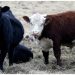 Bird flu infects Texas man after spreading among cattle
