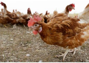 Second bird flu case confirmed in human in US: What to know