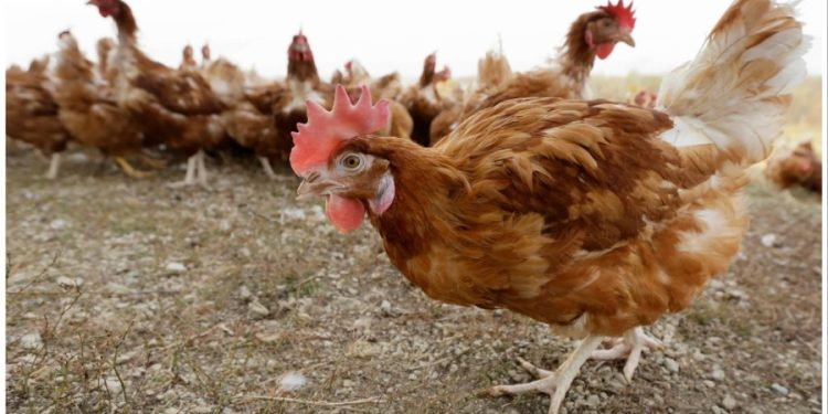 Second bird flu case confirmed in human in US: What to know