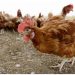 Second bird flu case confirmed in human in US: What to know