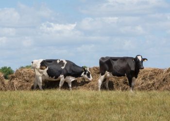 Bird flu virus detected in pasteurized milk: FDA